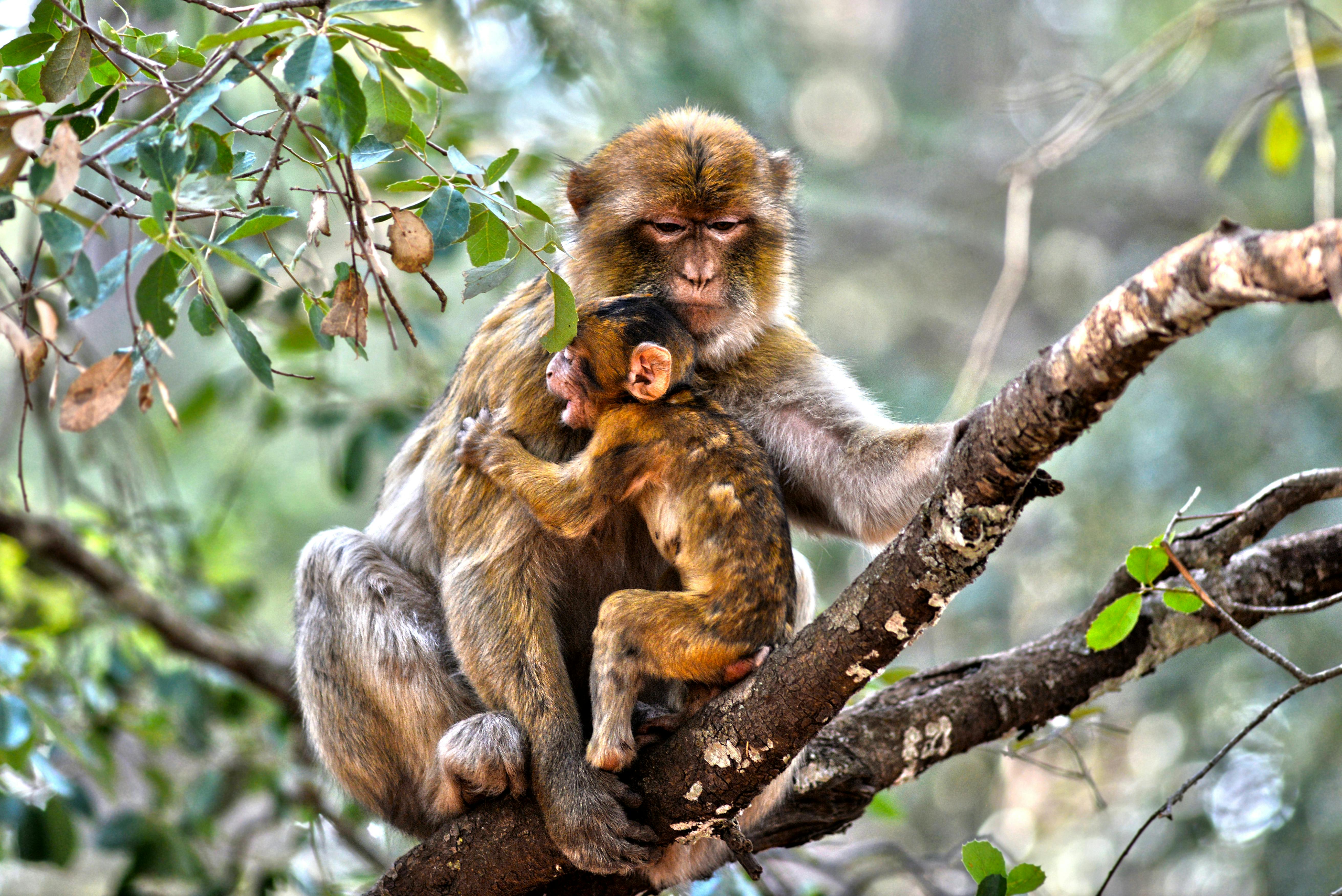 Middle Atlas and Cedar Forest Tour